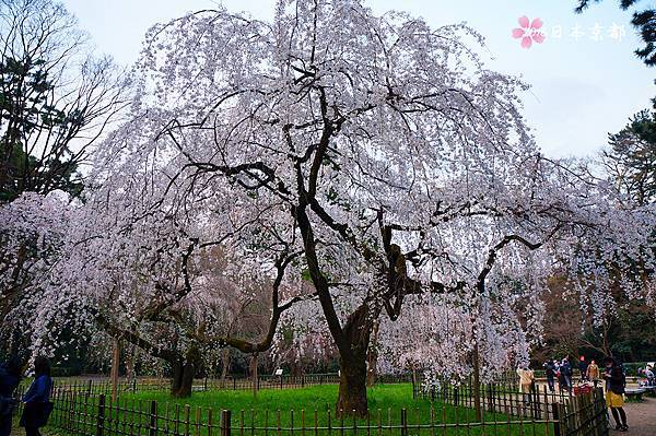 0330-000京都御苑枝垂櫻.jpg