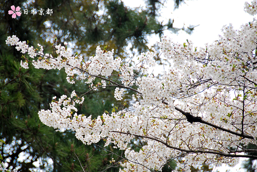 0330-064偶而一株櫻花比較多就猛開.jpg