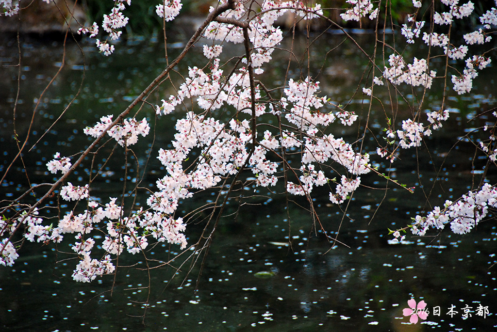 0330-091近衛池邊的枝垂櫻和池水相映.jpg