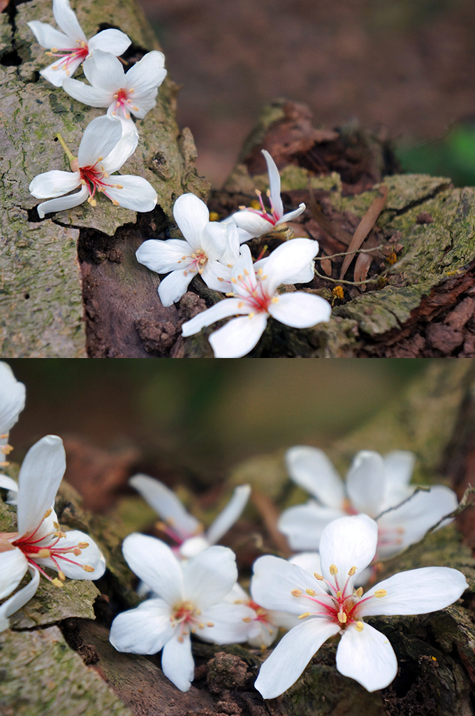 苗栗三義-四月雪小徑6樹幹桐花合影蠻搭的.jpg