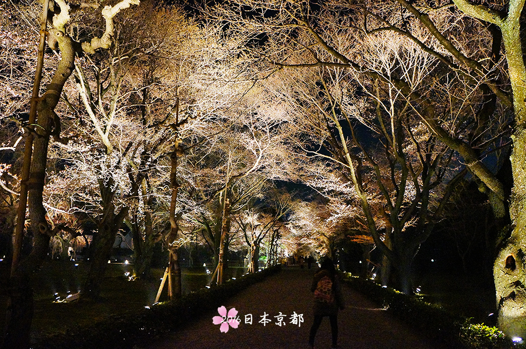 0330-096櫻花未開的二条城夜櫻道.jpg