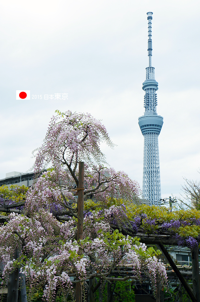 0421_119晴空塔和不太給力的紫藤同框.jpg