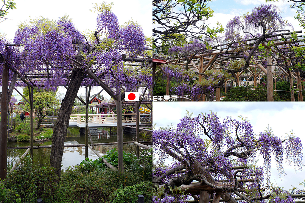 0421_135花在拍紫藤的時間比認識神社的時間多很多.jpg