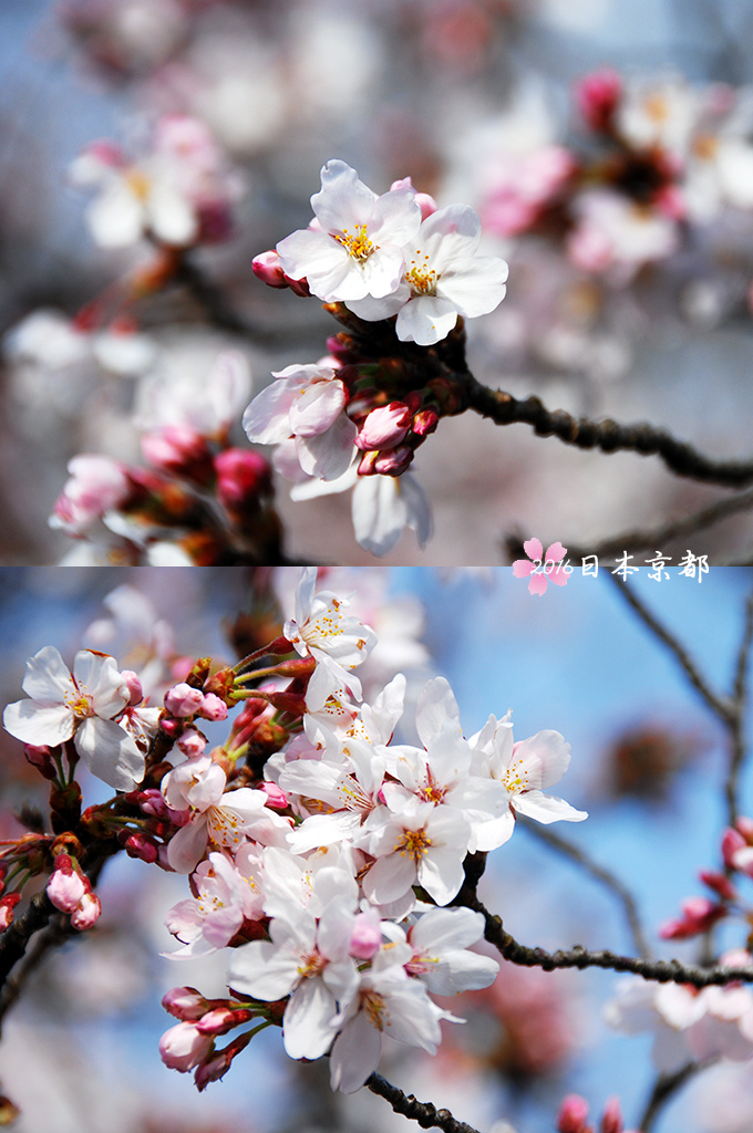 0331-032美麗的櫻花.jpg