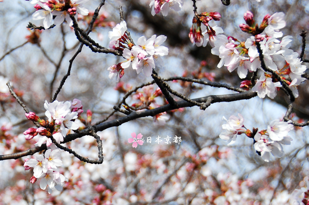 0331-043美麗的櫻花就算沒滿開也美.jpg