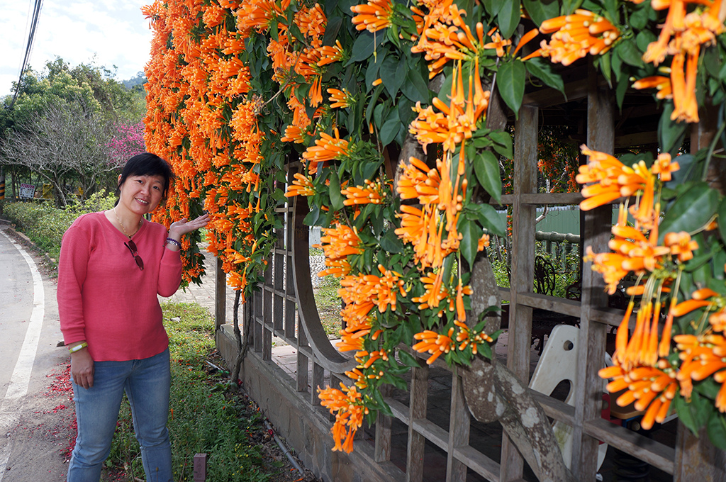 台中后里山區小涼亭1之炮杖花.jpg