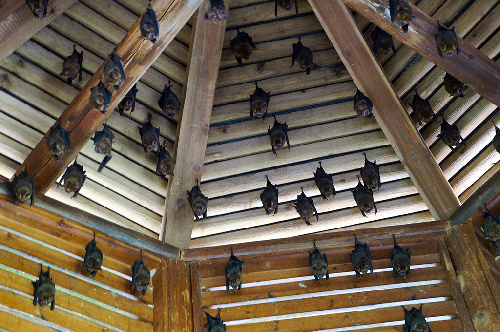 宜蘭員山10福山植物園蝙蝠亭的葉鼻蝠.jpg