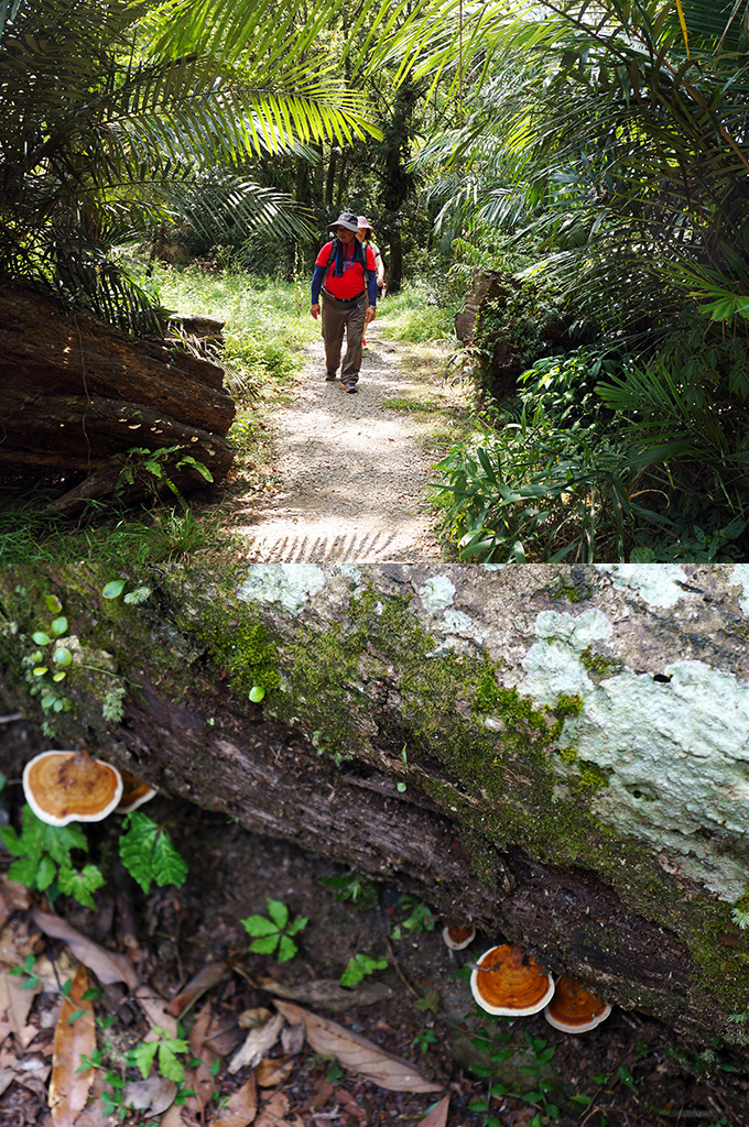 宜蘭員山17福山植物園之森林探索區.jpg