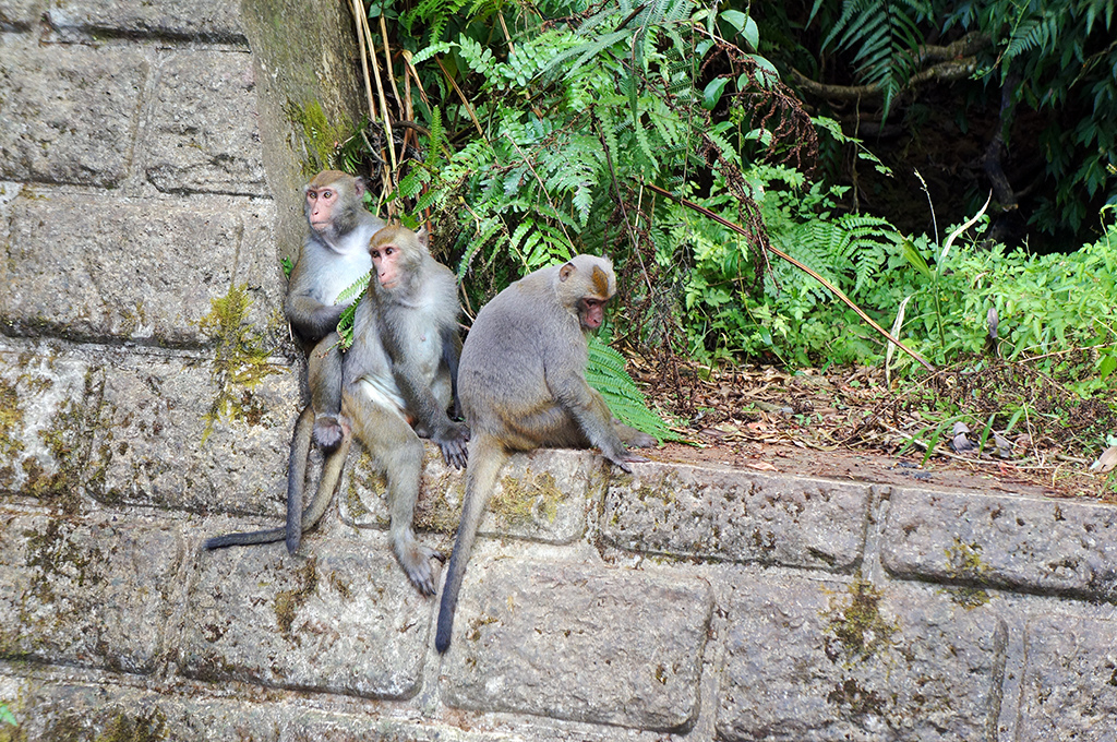 宜蘭員山22福山植物園之停車場與猴子近距離接觸.jpg