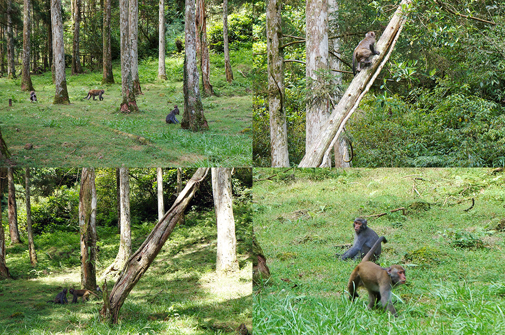 宜蘭員山21福山植物園之看到一大群猴子.jpg