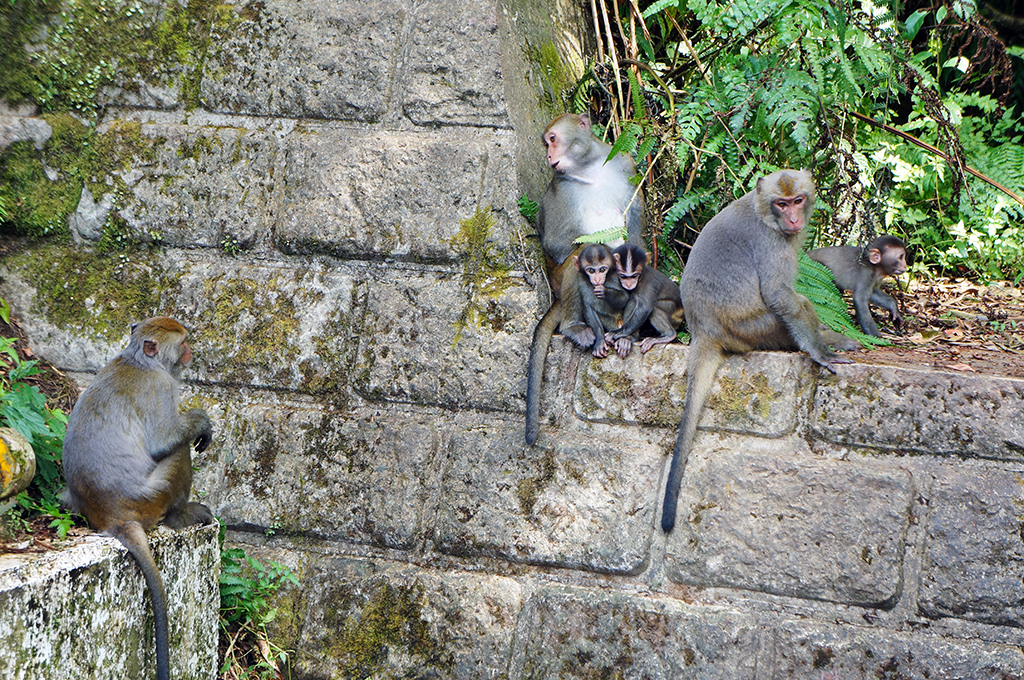 宜蘭員山24福山植物園之停車場與猴子近距離接觸.jpg