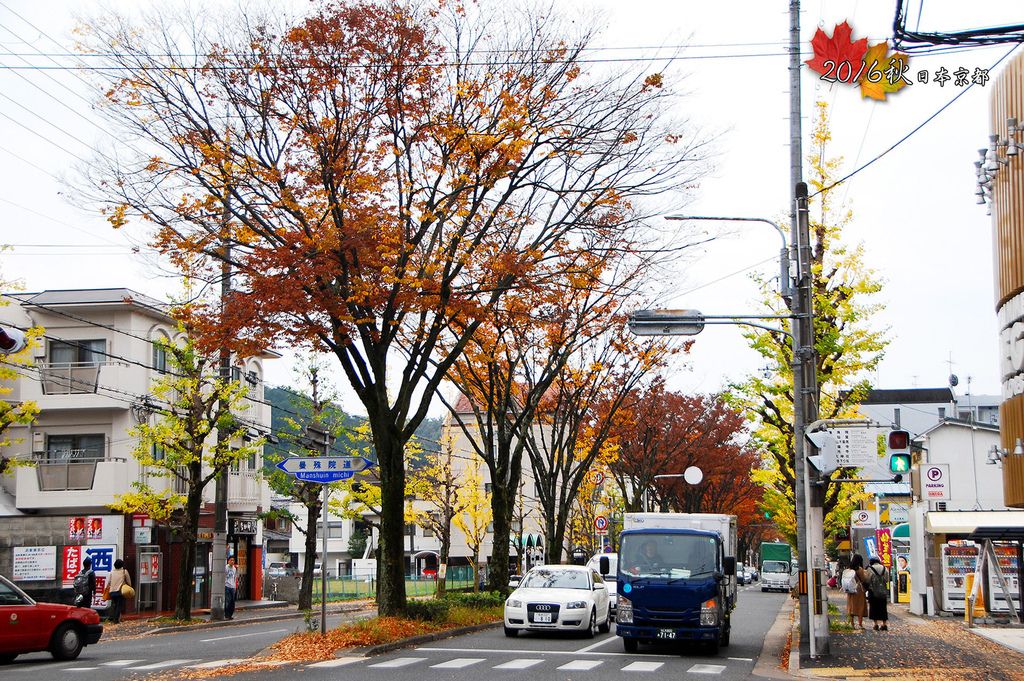 1121-045曼殊院道和白川通上的紅葉銀杏掉得差不多.jpg