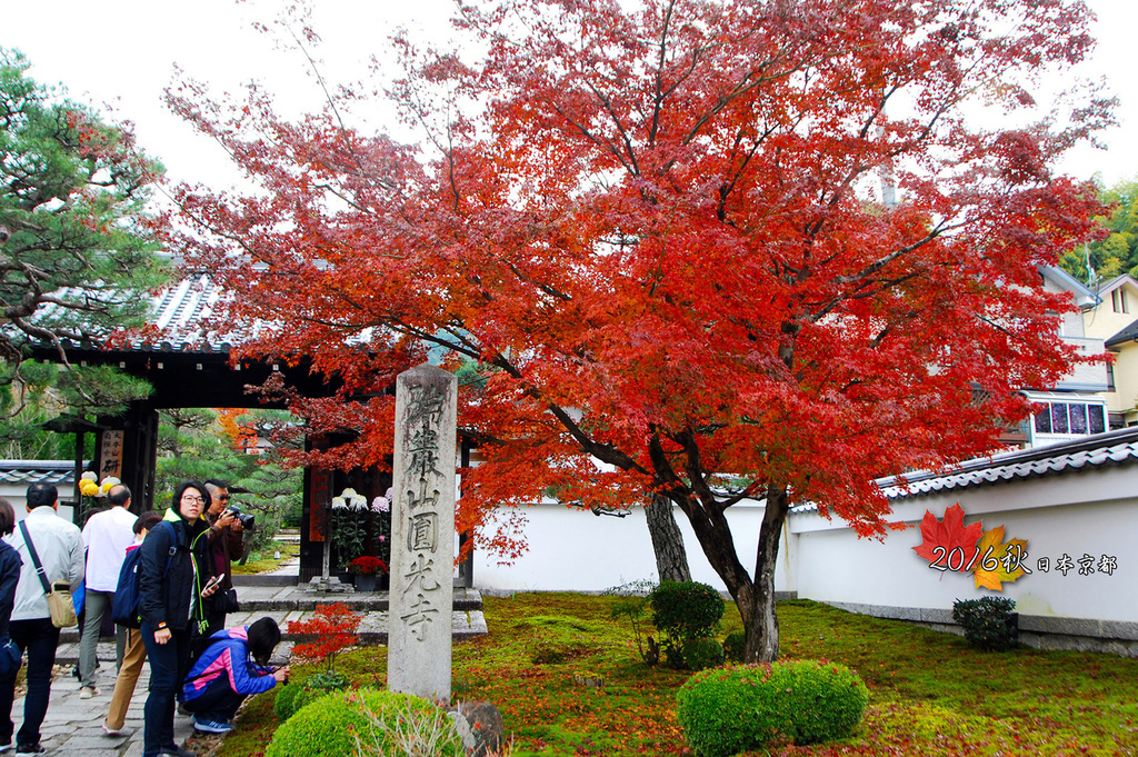 1121-054圓光寺門口一棵盛開的紅葉樹就讓大家拍開了.jpg
