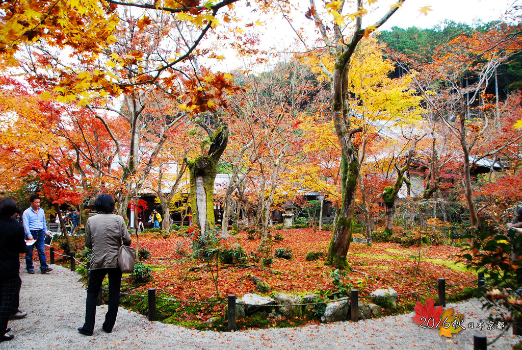 1121-083另一區的紅葉掉得更多樹已多剩枯枝.jpg