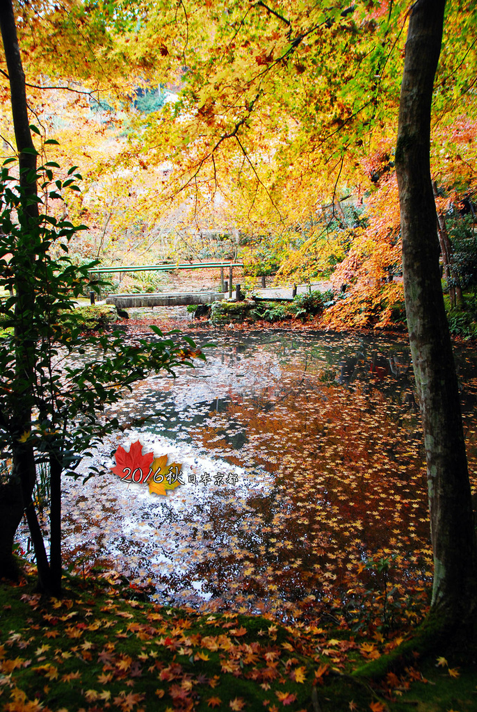 1121-087池水小橋和紅葉構成美麗的風景.jpg