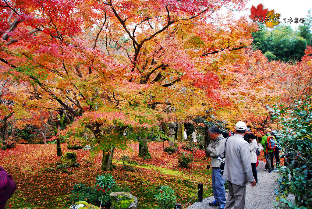 1121-110圓光寺的紅葉很值得來看.jpg