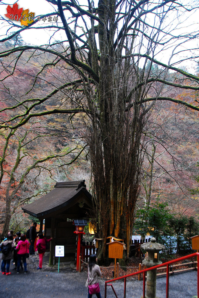 1121-135神社的御神木-桂樹.jpg