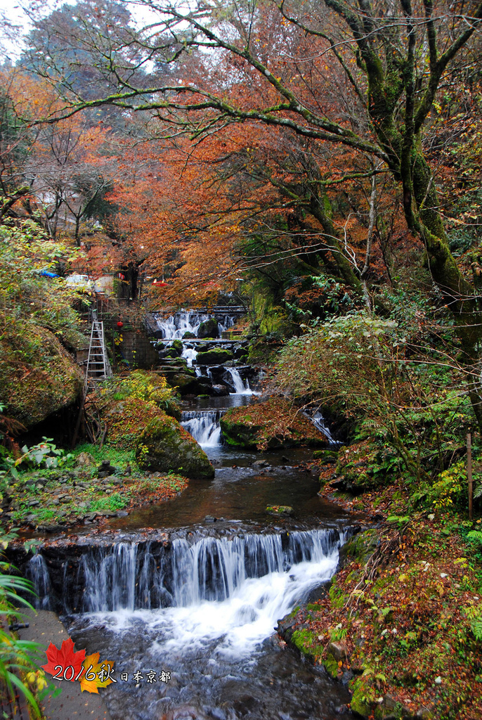 1121-149看到此景很想去秋天的奧入瀨溪.jpg