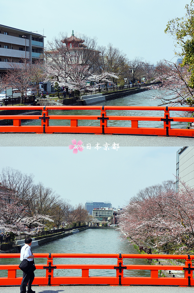 0331-119鳥居前橫跨鴨川的橋上可看到橋兩邊的櫻花.jpg
