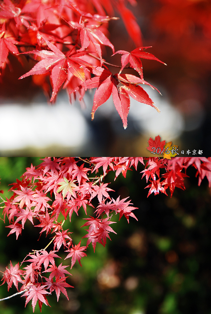 1122-060有陽光讓紅葉更耀眼.jpg