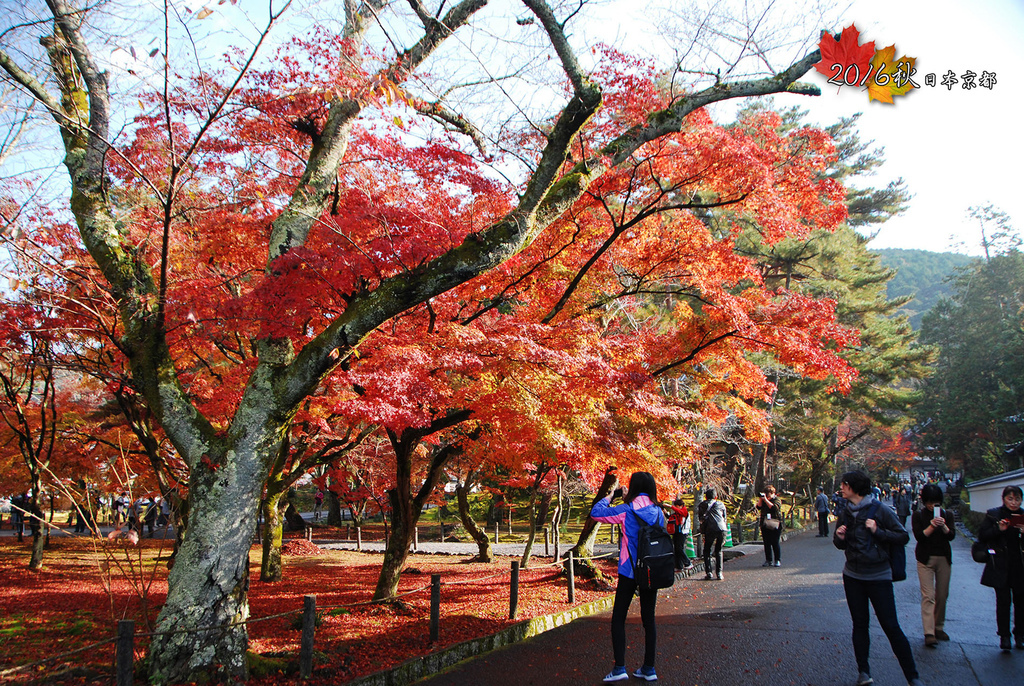 1122-059走到三門後就是大片的紅葉區了.jpg