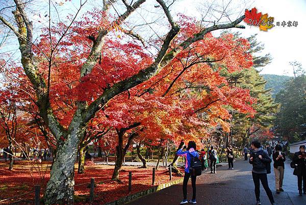 1122-059走到三門後就是大片的紅葉區了.jpg