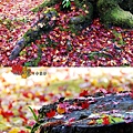 1122-072和青苔的樹根樹幹也每賣.jpg