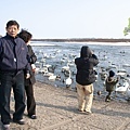 2007冬末北海道10-DAY2午餐後到十勝川看天鵝野鴛鴦.jpg