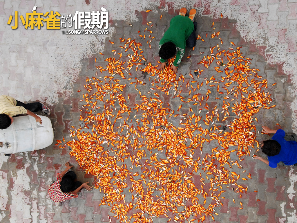 小麻雀桌布1.jpg 小麻雀桌布1.jpg