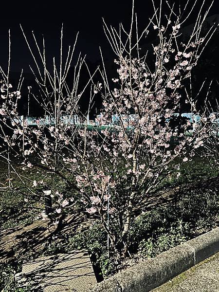 raw-image