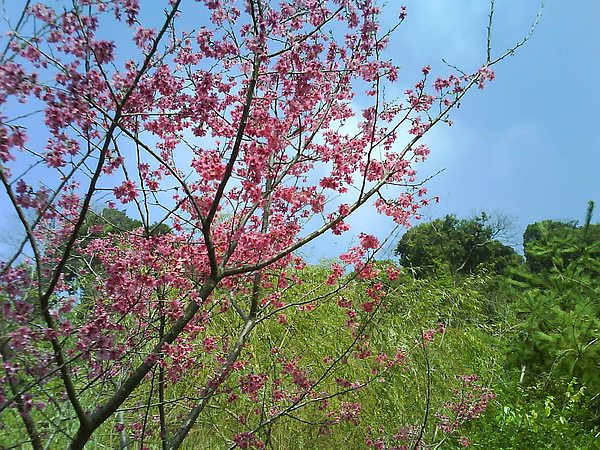 dsc00090.jpg