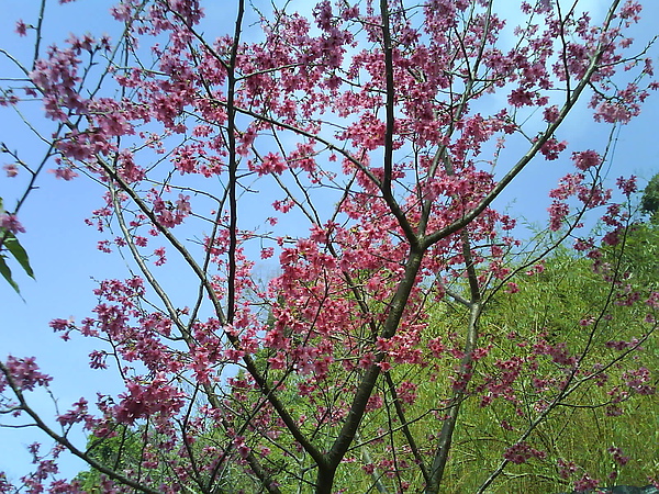 dsc00088.jpg