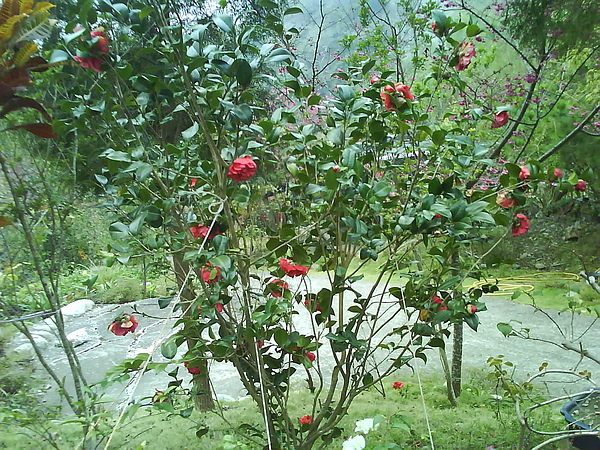 dsc00098.jpg