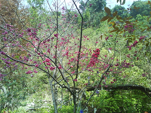 dsc00081.jpg