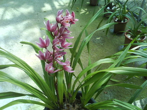 ap_F23_20101231101810431.jpg