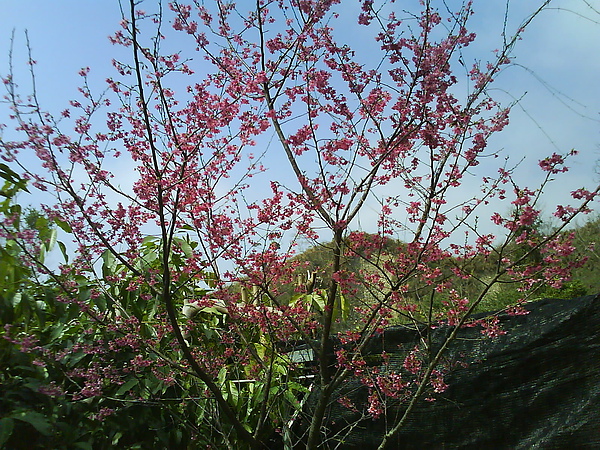 dsc00075.jpg