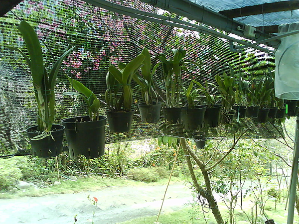 dsc00093.jpg