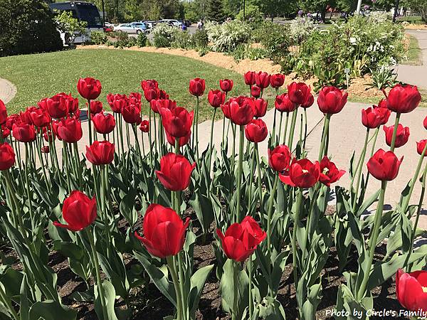 魁北克 水晶瀑布 Montmorency Falls.高 魁北克 水晶瀑布 Montmorency Falls.高