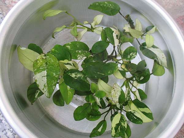 白榕水草 Circumstance的部落格 痞客邦