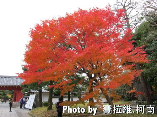 maple.jpg maple