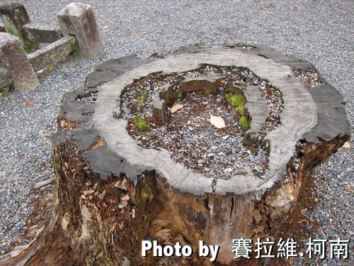 tree.jpg tree