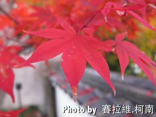 IMG_9868_R.jpg Red
