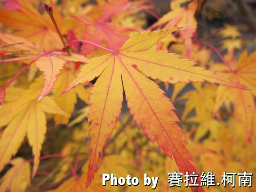 IMG_9961_R.jpg maple