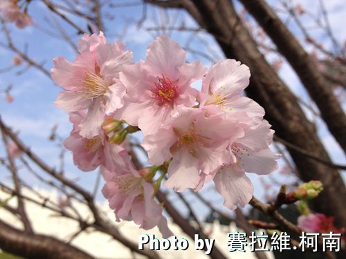 sakura.jpg sakura
