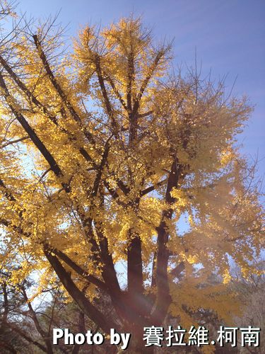 Ginkgo1.jpg Ginkgo
