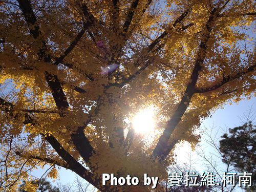 Ginkgo2.jpg Ginkgo