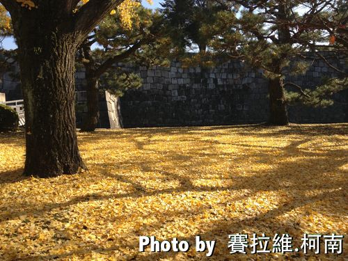 Ginkgo3.jpg Ginkgo