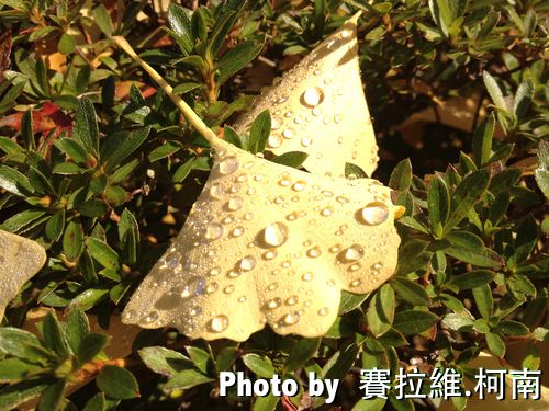 Ginkgo4.jpg Ginkgo
