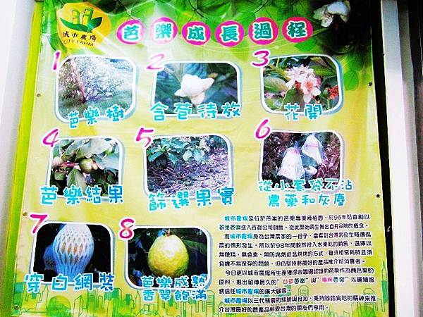 3.芭樂種植過程