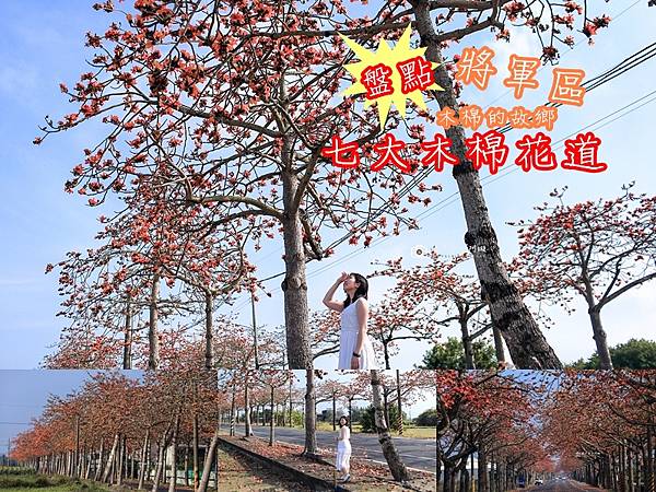 木棉花道,將軍區,林初埤,南27木棉花道,南21木棉花道,南24木棉花道,苓仔寮木棉花道,台南,木棉花